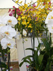 Explo-Flora-2009_129