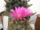 Coryphantha pussiliflora - 18.09