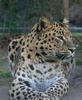 leopard-in-gradina-zoologica-din-lignano