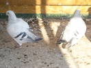 Copie a Picture 010