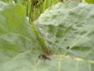 DSCF6104
