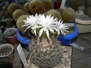 discocactus_araneispinus