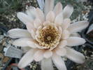 Gymnocalycium calochorum - floare
