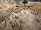 Aerial View of a Herd of African Buffalo, Botswana