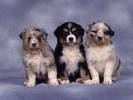 PUP15RK002108
