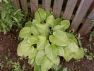 crin de gradina(hosta)