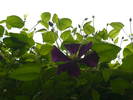 clematita mov