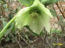 Helleborus Orieentalis Ballard Hybrids 13 mart 2009 (2)