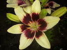 DSCI0747