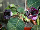 Gloxinia mov inchis