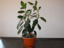 ficus