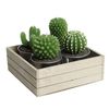 lumanarele cactusi