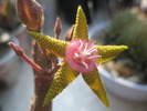 Stapelia flavopurpurea 1 zi - 27.08