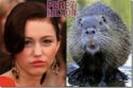 miley  pets