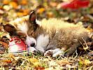 Collie_Puppy_-_Collie_Dog