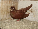 P8292237