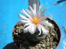 Turbinicarpus lophophoroides - floare