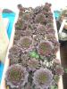 Semperivum calcareum