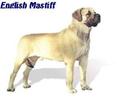 English Mastiff