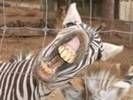 zebra 1