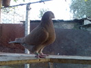 fem 2007