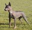 XOLO DOG