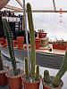 Cleistocactus