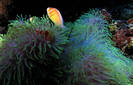 Pink%20Anemone%20fish[1]
