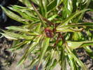 Peony. Bujor (2009, April 16)