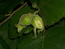 DSCI0608
