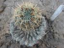 Ferocactus