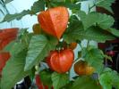 physalis (lampioane chinezesti)