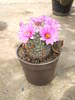 mamillaria boolii