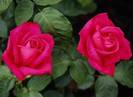 foto-rosas-peq