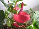 Anthurium 24 oct 2009 (2)