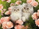 Persian Kittens Among Carnations
