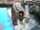 Echidnopsis nubica - floare 27.08