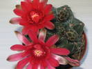 Gymnocalycium baldianum 2009