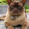 t_burmese03