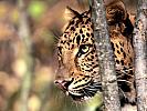 Focal Point, Amur Leopard