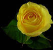 yellow_rose
