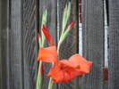 tot gladiola