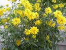 Heliopsis-f