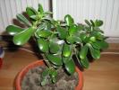 crassula