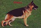 Wicko