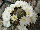 rebutia_hb.floare alba