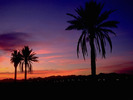 Semi_tropical_sunset%2C_Arizona