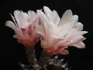 DSC09004