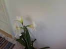 Copy of Fotografii-0027