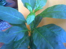 Picture 008